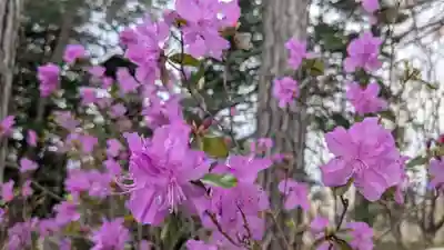 上川神社の自然