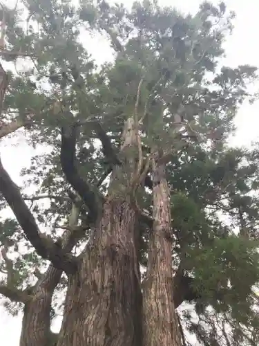 若狭姫神社（若狭彦神社下社）の自然