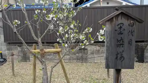 墨染寺（桜寺）(京都府)