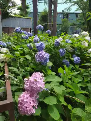 本郷氷川神社(東京都)