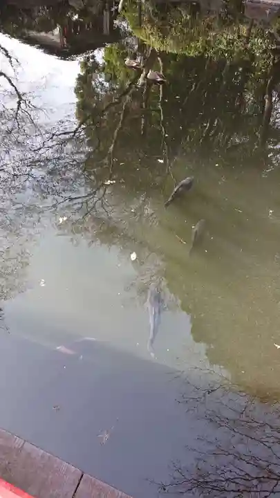 貫井神社の動物