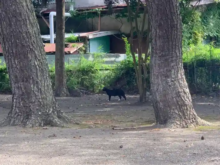 須賀神社の動物
