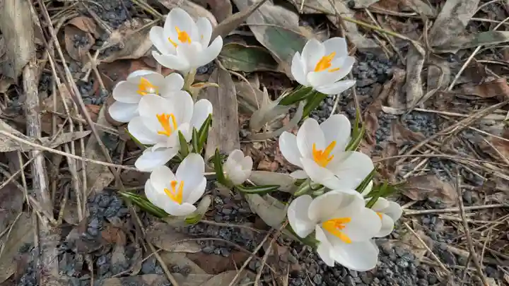 鷹栖神社の自然