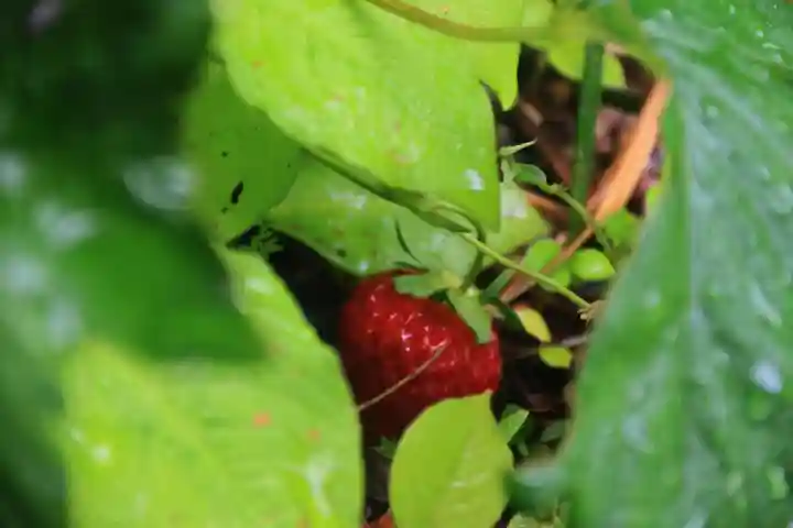 阿邪訶根神社の庭園