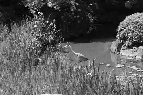 東寺（教王護国寺）の動物