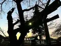 山家神社の自然