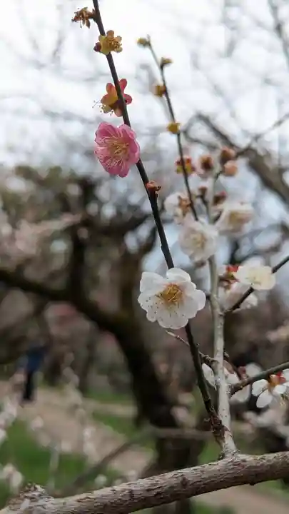 北野天満宮(京都府)