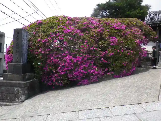 安養院 (田代寺)の自然