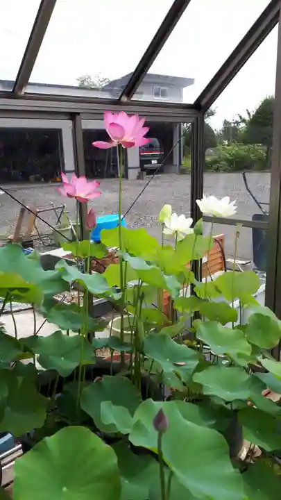 極楽山 浄土寺の自然
