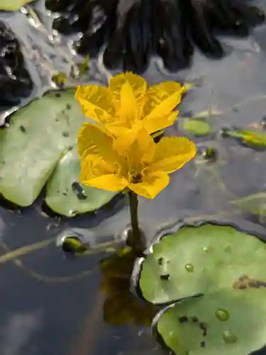 岩井八坂神社(茨城県)