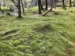 西芳寺の自然