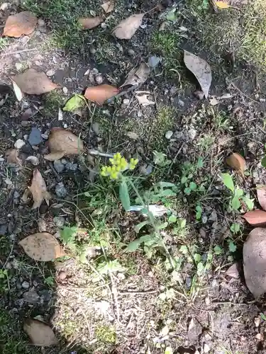 若宮神明社の自然