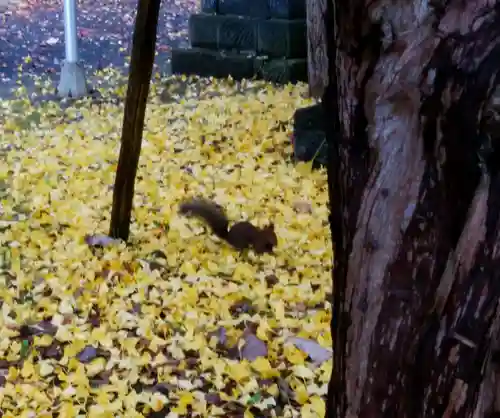 錦山天満宮の動物