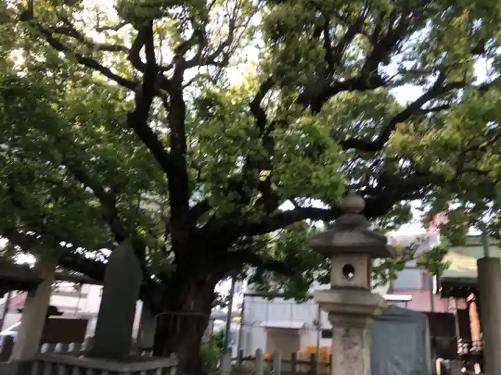 石津神社の自然