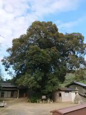 白髭神社の自然