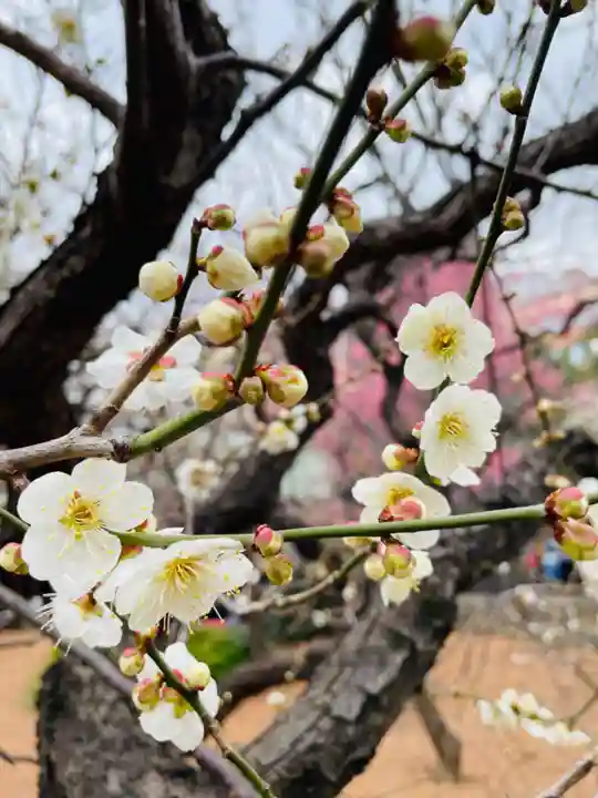 湯島天満宮の自然