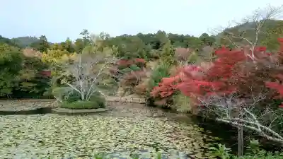 龍安寺の{uncategorized: "未分類", other: "その他", undefined: "問題あり", building: "その他建物", grave: "お墓", sacred_gate: "鳥居", guardian: "狛犬", statue: "像", buddha: "仏像", history: "歴史", nature: "自然", garden: "庭園", animal: "動物", pagoda: "塔", temizu: "手水舎", mountain_gate: "山門・神門", sanctuary: "本殿・本堂", subordinate: "末社・摂社", art: "芸術", scenery: "景色", jizo: "地蔵", ema: "絵馬", goshuin: "御朱印", omikuji: "おみくじ", items: "授与品その他", amulet: "お守り", goshuincho: "御朱印帳", eats: "食事", festival: "お祭り", votive_dance: "神楽", shichigosan: "七五三参", wedding: "結婚式", experience: "体験その他", initially: "初詣", around: "周辺", anti_infection: "感染症対策"}