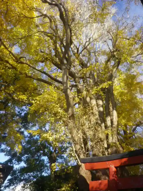 由比若宮(元鶴岡八幡宮)の自然