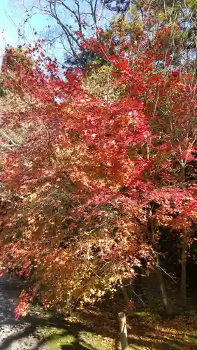 龍安寺の庭園