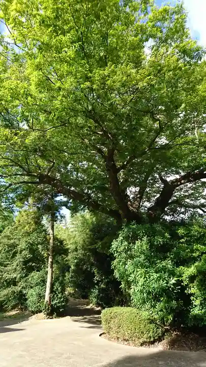 河内阿蘇神社の自然