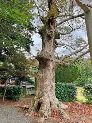 阿奈志神社の自然