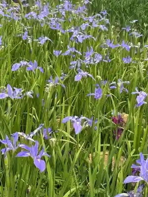 賀茂神社の{uncategorized: "未分類", other: "その他", undefined: "問題あり", building: "その他建物", grave: "お墓", sacred_gate: "鳥居", guardian: "狛犬", statue: "像", buddha: "仏像", history: "歴史", nature: "自然", garden: "庭園", animal: "動物", pagoda: "塔", temizu: "手水舎", mountain_gate: "山門・神門", sanctuary: "本殿・本堂", subordinate: "末社・摂社", art: "芸術", scenery: "景色", jizo: "地蔵", ema: "絵馬", goshuin: "御朱印", omikuji: "おみくじ", items: "授与品その他", amulet: "お守り", goshuincho: "御朱印帳", eats: "食事", festival: "お祭り", votive_dance: "神楽", shichigosan: "七五三参", wedding: "結婚式", experience: "体験その他", initially: "初詣", around: "周辺", anti_infection: "感染症対策"}