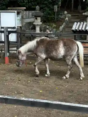 平塚八幡宮(神奈川県)