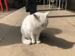 愛宕神社の動物