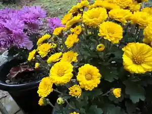 大宮温泉神社(栃木県)(2023年11月19日(日) 16時13分35秒投稿)