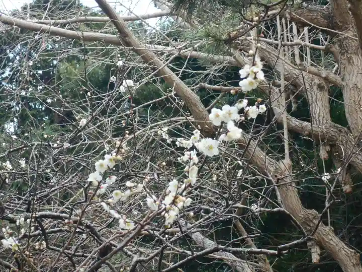 安國論寺(安国論寺)の自然