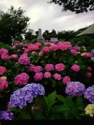 妙法寺(東京都)