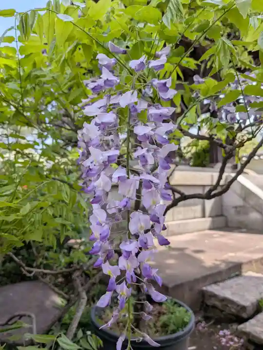 圓照寺(東京都)