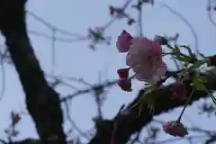 平野神社の自然