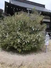 藤樹神社(滋賀県)