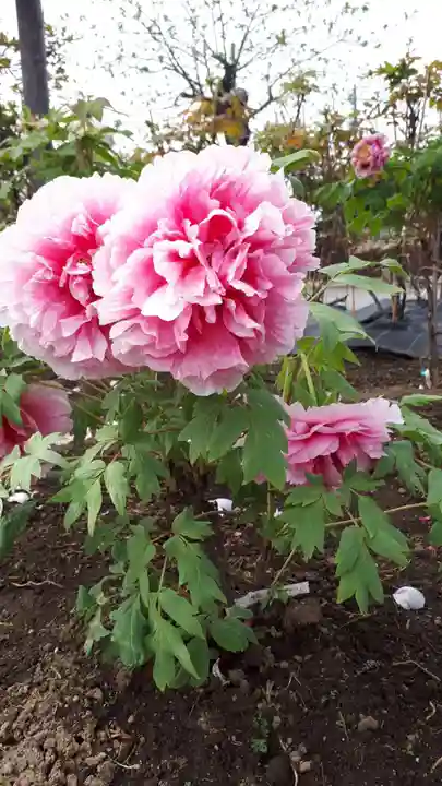 滑川神社 - 仕事と子どもの守り神の自然