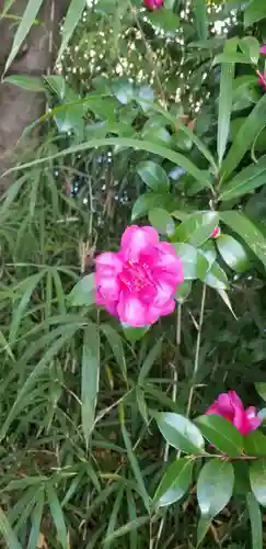 東稲荷神社の自然