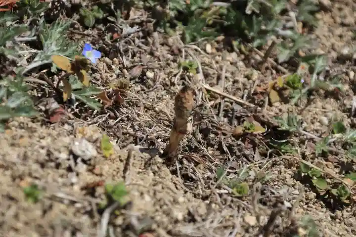 高屋敷稲荷神社の自然