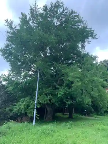 大六神社の自然