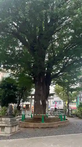 鳩森八幡神社の自然