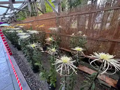 彌彦神社(新潟県)