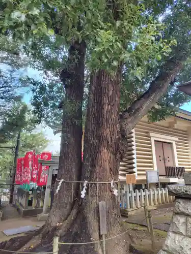 諏訪神社(東京都)