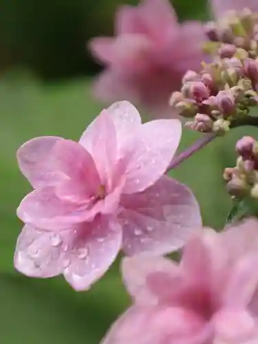 梅宮大社の自然