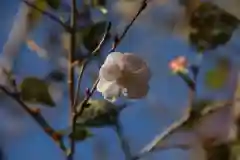 阿久津「田村神社」（郡山市阿久津町）旧社名：伊豆箱根三嶋三社の庭園