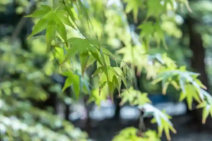 目の霊山 油山寺の自然