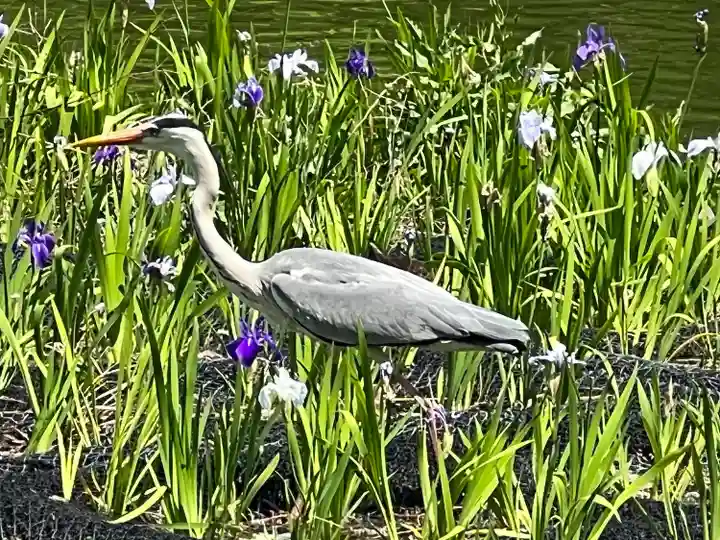武蔵一宮氷川神社(埼玉県)