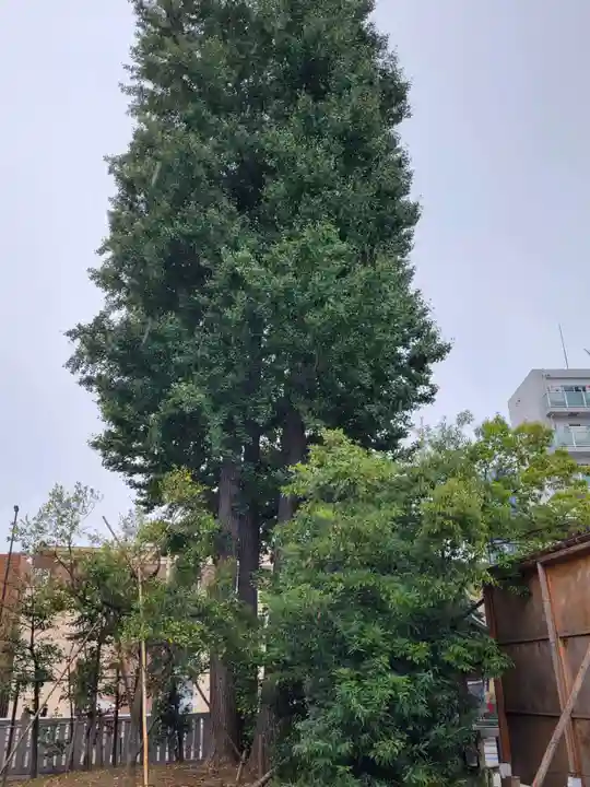 池袋御嶽神社の自然