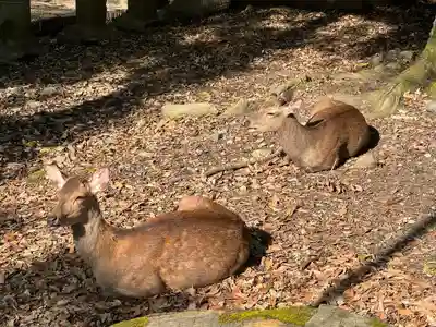春日大社(奈良県)