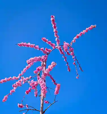 綱敷天満宮の{uncategorized: "未分類", other: "その他", undefined: "問題あり", building: "その他建物", grave: "お墓", sacred_gate: "鳥居", guardian: "狛犬", statue: "像", buddha: "仏像", history: "歴史", nature: "自然", garden: "庭園", animal: "動物", pagoda: "塔", temizu: "手水舎", mountain_gate: "山門・神門", sanctuary: "本殿・本堂", subordinate: "末社・摂社", art: "芸術", scenery: "景色", jizo: "地蔵", ema: "絵馬", goshuin: "御朱印", omikuji: "おみくじ", items: "授与品その他", amulet: "お守り", goshuincho: "御朱印帳", eats: "食事", festival: "お祭り", votive_dance: "神楽", shichigosan: "七五三参", wedding: "結婚式", experience: "体験その他", initially: "初詣", around: "周辺", anti_infection: "感染症対策"}