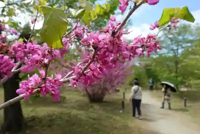半木神社(賀茂別雷神社境外末社)の自然