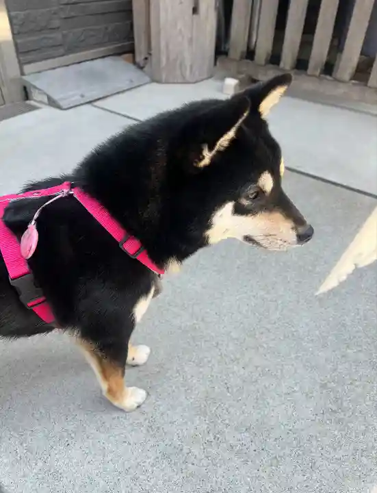 【閉業】小石川大神宮(東京都)